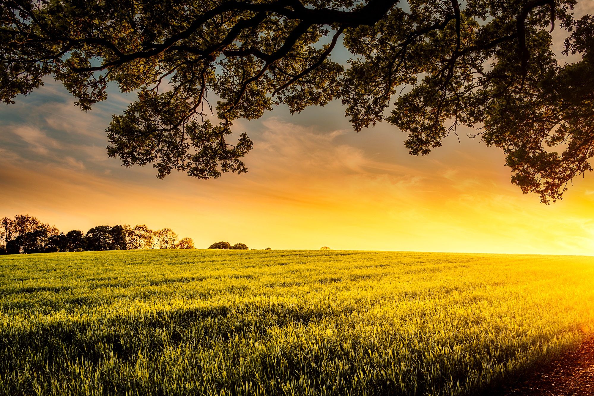 Green English pasture under an oak at sunset